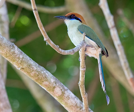 Russet-crowned motmot (Momotus mexicanus)