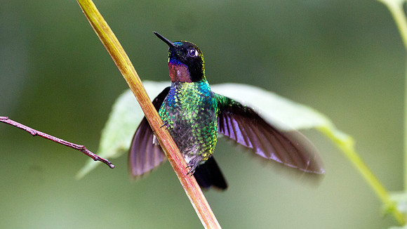 Tourmaline Sunangel (Heliangelus exortis)