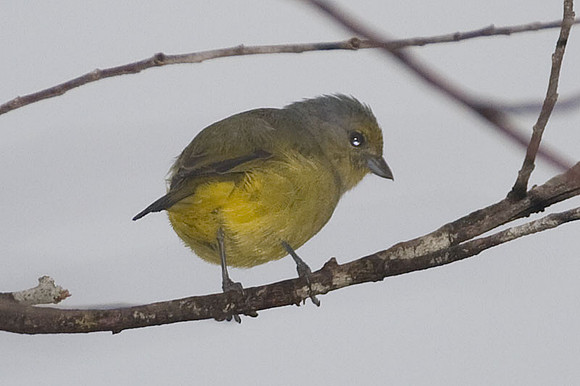 Scrub Euphonia (Euphonia affinis) female