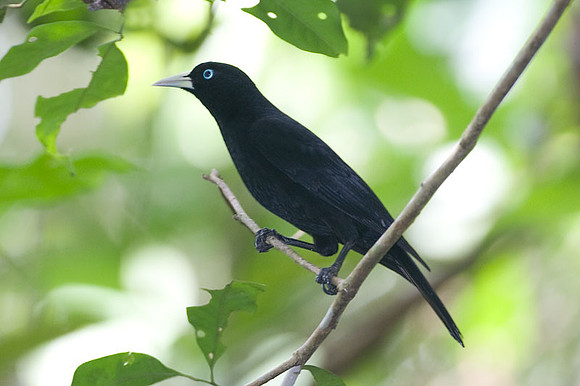 Scarlet-rumped Cacique (Cacicus uropygialis)