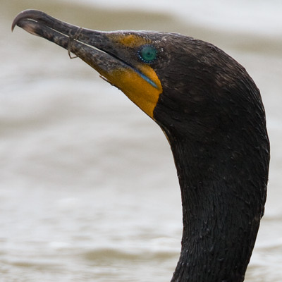 Double-crested Cormorant (Phalacrocorax auritus)