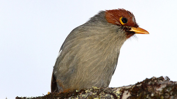 Chestnut-hooded Laughingthrush (Rhinocichla treacheri)