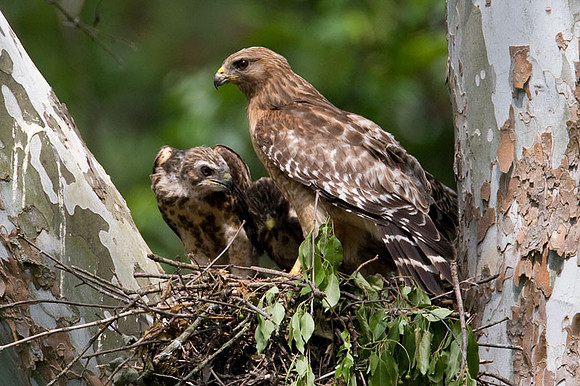 Red-shouldered Hawk (Buteo lineatus) adult and juvenile