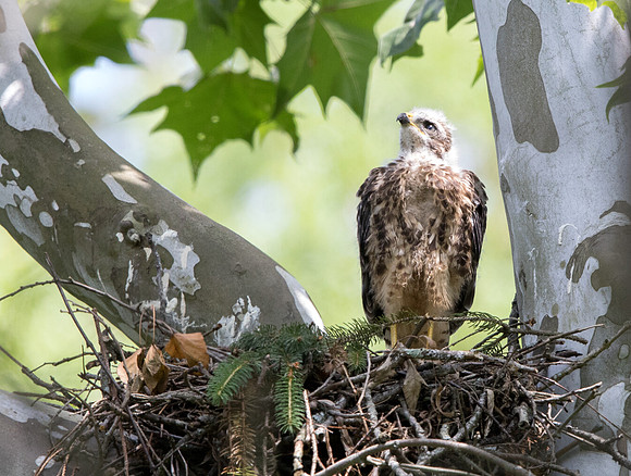 Red-shouldered hawk (Buteo lineatus) Juv