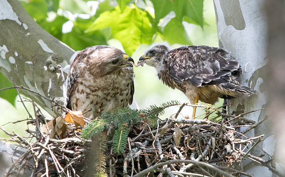Red-shouldered hawk (Buteo lineatus) Juv and Female