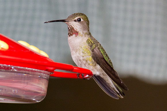 Anna's Hummingbird (Calypte anna)