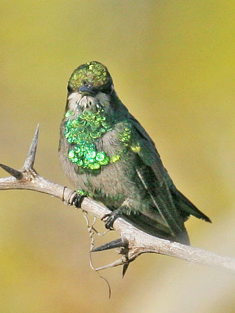 Blue-tailed Emerald (Chlorostilbon mellisugus) male, immature