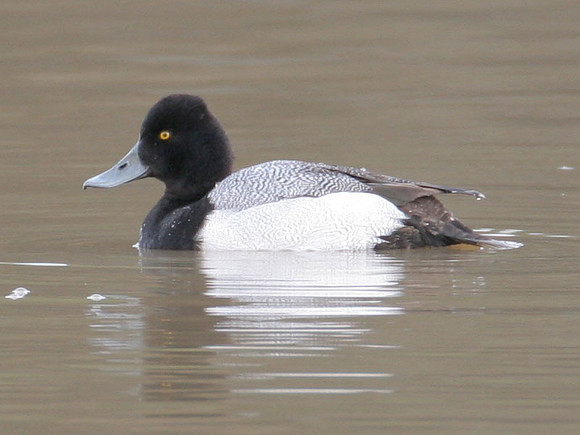 Lesser Scaup (Aythya affinis) male