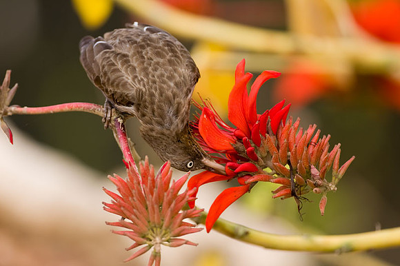 Pearly-eyed Thrasher (Margarops fuscatus)