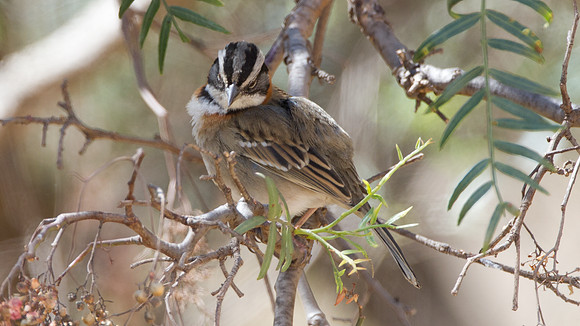Rufous-collared Sparrow (Zonotrichia capensis)