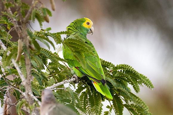 Yellow-shouldered Amazon (Amazona barbadensis) also known as Yellow-shouldered Parrot