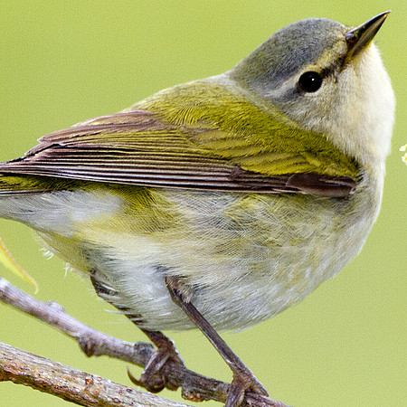 Tennessee Warbler (Vermivora peregrina)