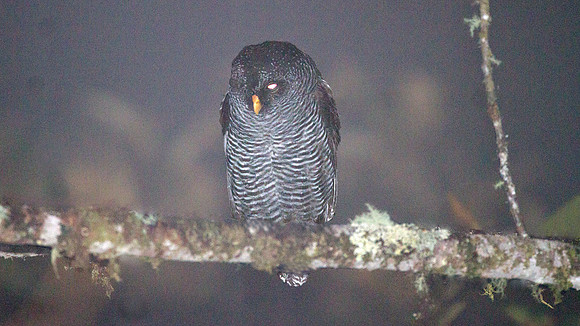 San Isidro "Mystery" Owl