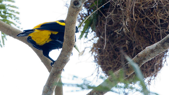 Yellow-rumped Cacique (Cacicus cela)