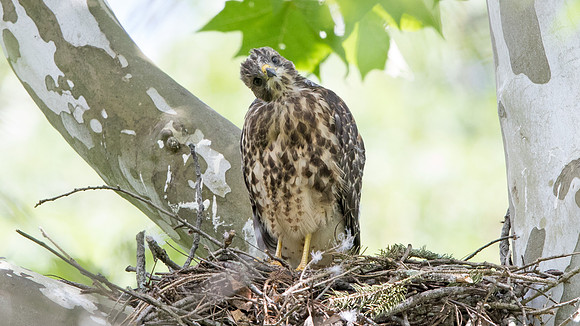 Red-shouldered hawk (Buteo lineatus) Juv