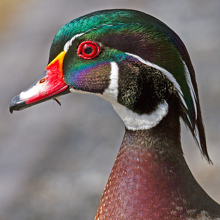 Wood Duck (Aix sponsa) male; also known as Carolina Duck