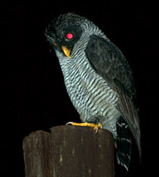 Black-and-white Owl (Strix nigrolineata)