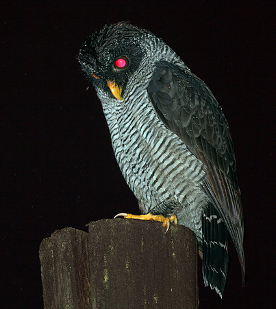 Black-and-white Owl (Strix nigrolineata)