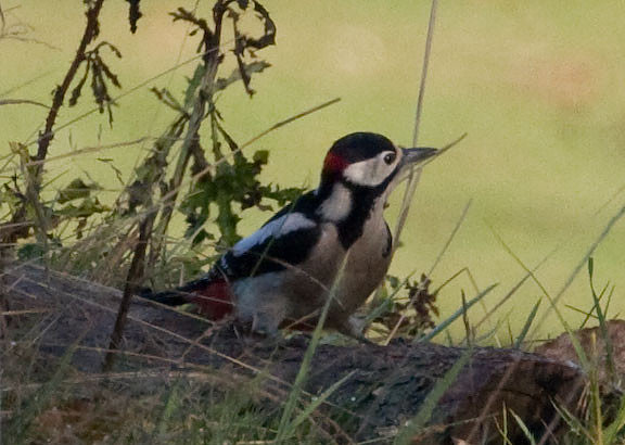 Great Spotted Woodpecker (Dendrocopos major)