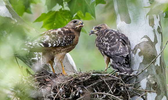 Red-shouldered hawk (Buteo lineatus) Juv and Male