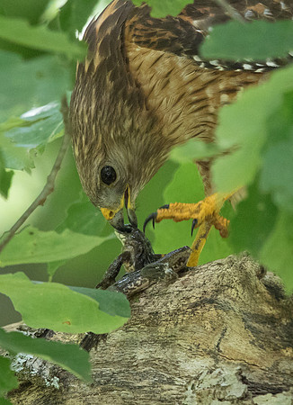 Red-shouldered hawk (Buteo lineatus) Male
