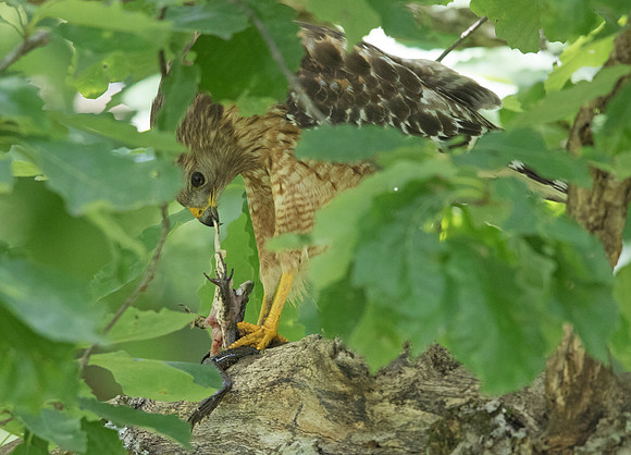 Red-shouldered hawk (Buteo lineatus) Male