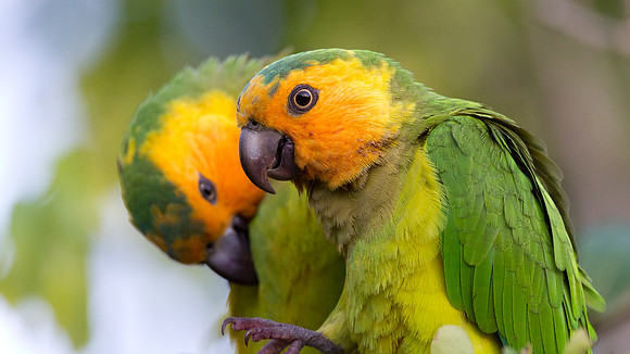 Brown-throated Parakeet (Aratinga pertinax)