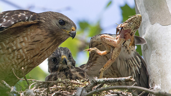 Red-shouldered hawk (Buteo lineatus) Male and Juv