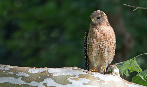 Red-shouldered hawk (Buteo lineatus) Male