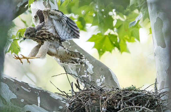 Red-shouldered hawk (Buteo lineatus) Juv
