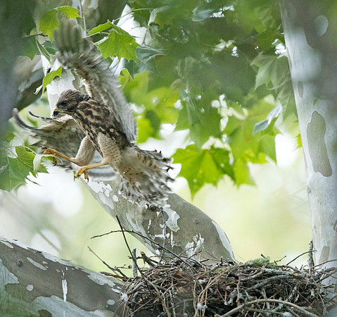 Red-shouldered hawk (Buteo lineatus) Juv