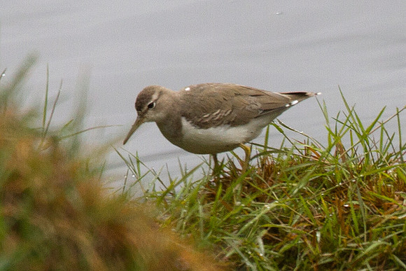Spotted Sandpiper (Actitis macularius)