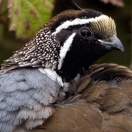 California Quail (Callipepla californica) male; also known as California Valley Quail, Valley Quail