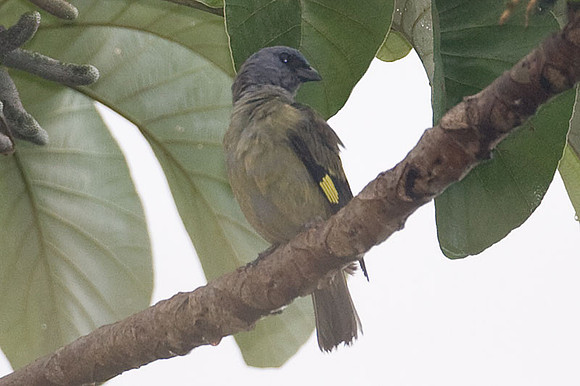 Yellow-winged Tanager (Thraupis abbas)