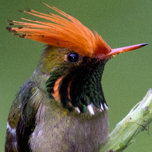 Rufous-Crested Coquette (Lophornis delattrei) - male