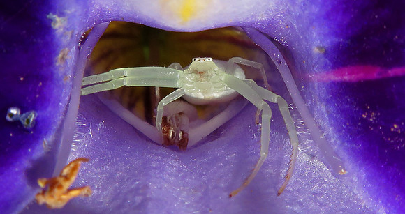 Goldenrod Spider (Misumena vatia)