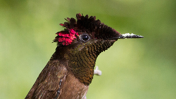 Ruby-topaz Hummingbird (Chrysolampis mosquitus) male