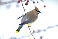 Cedar Waxwing (Bombycilla cedrorum)