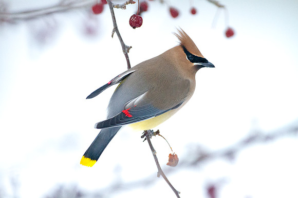 Cedar Waxwing (Bombycilla cedrorum)