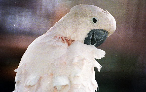 ? captive