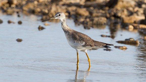 Greater Yellowlegs (Tringa melanoleuca)