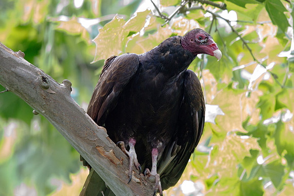 Turkey vulture (Cathartes aura)