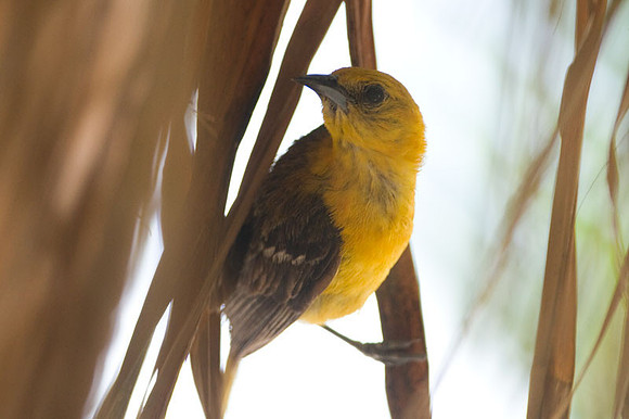 Hooded Oriole (Icterus cucullatus) female
