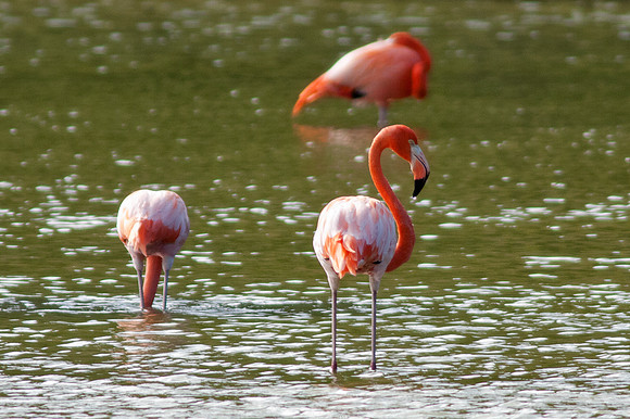 Greater Flamingo (Phoenicopterus roseus)