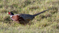 IMG_1298