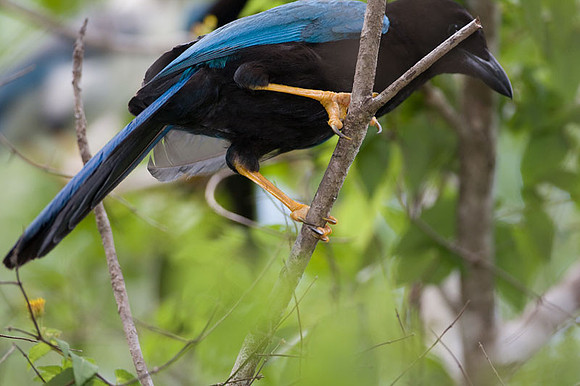 Yucatan Jay (Cyanocorax yucatanicus)
