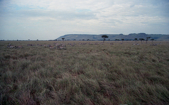 1986 Africa zebra img332