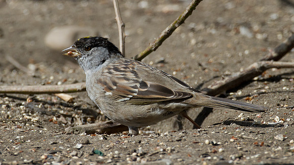 Golden-crowned Sparrow (Zonotrichia atricapilla)