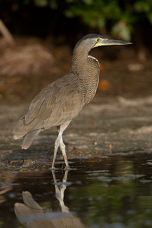Bare-throated Tiger Heron (Tigrisoma mexicanum)