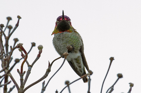 Anna's Hummingbird (Calypte anna)